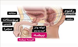 بیماری های بیضه