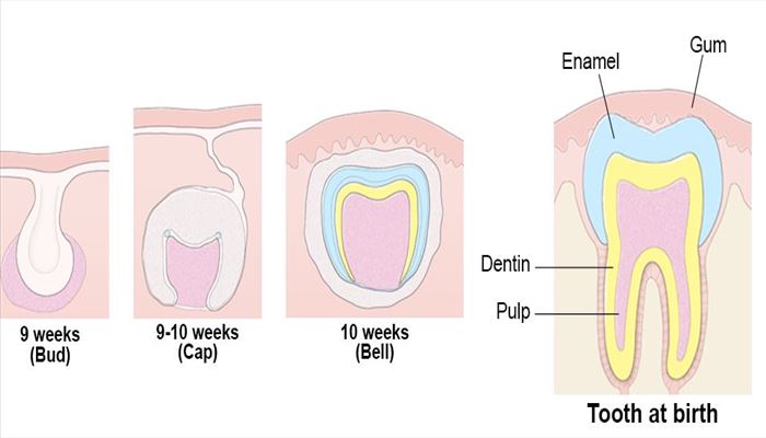 تشکیل شدن دندان در دوران جنینی